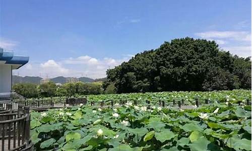 洪湖公园有什么好玩_洪湖公园有什么好玩的地方